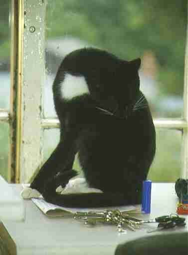 Howe & Co Sidings Cat