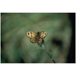 A Wall Brown butterfly