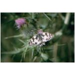 A Marbled White butterfly